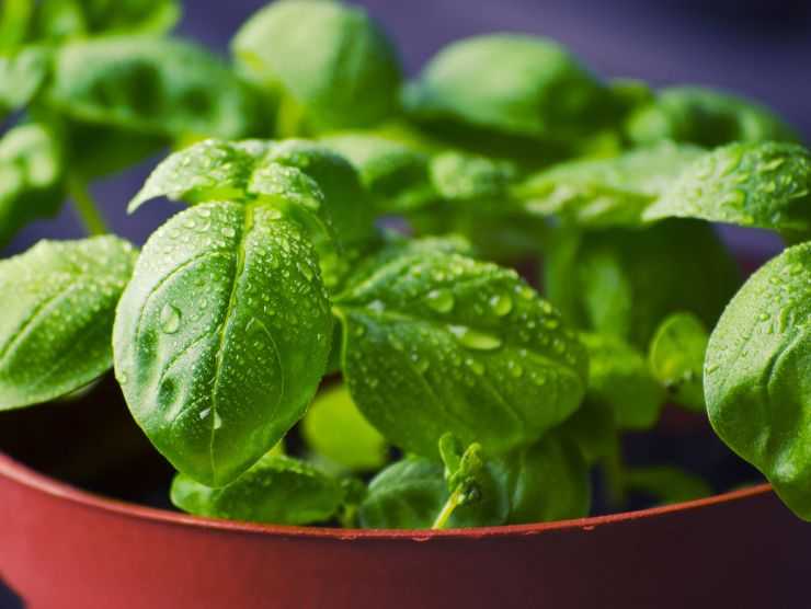 basilico in vaso con focus su foglie verdi